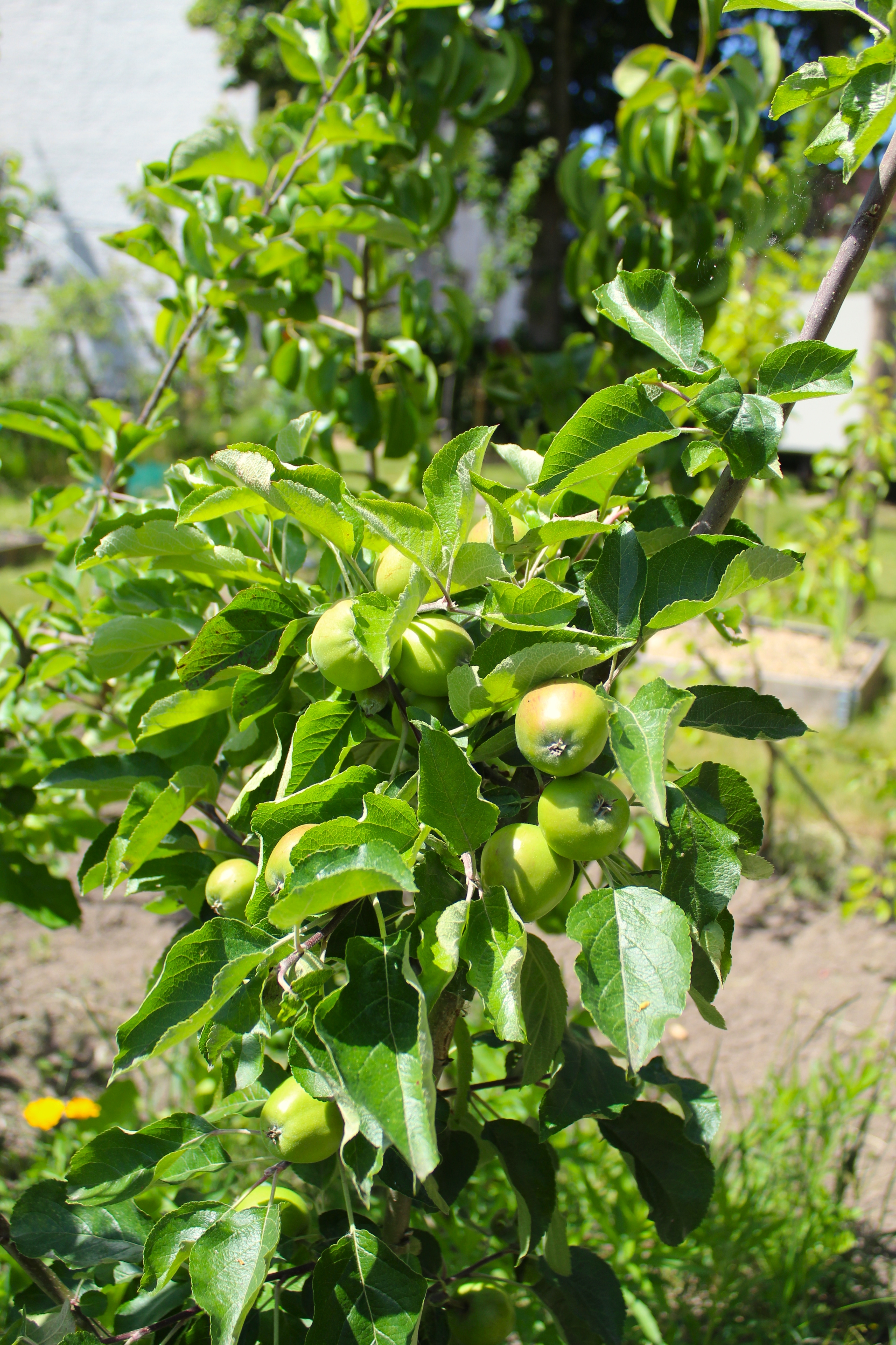 appelboom pastorietuin